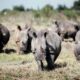La justice sud-africaine donne raison aux éleveurs privés de rhinocéros