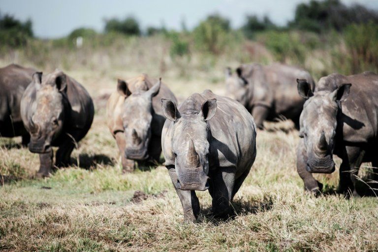 La justice sud-africaine donne raison aux éleveurs privés de rhinocéros