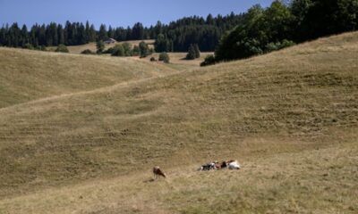 Les vaches suisses tombent malades sans explication