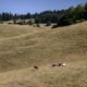 Les vaches suisses tombent malades sans explication