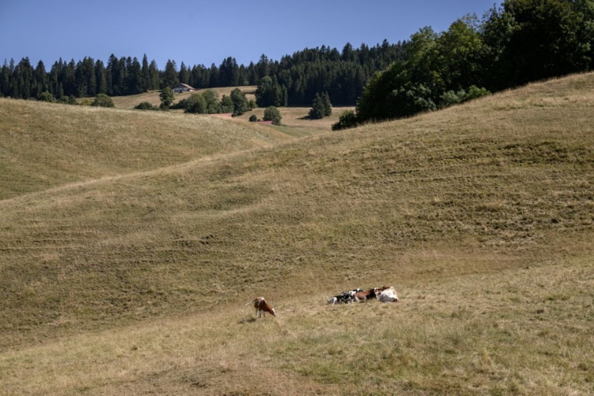 Les vaches suisses tombent malades sans explication