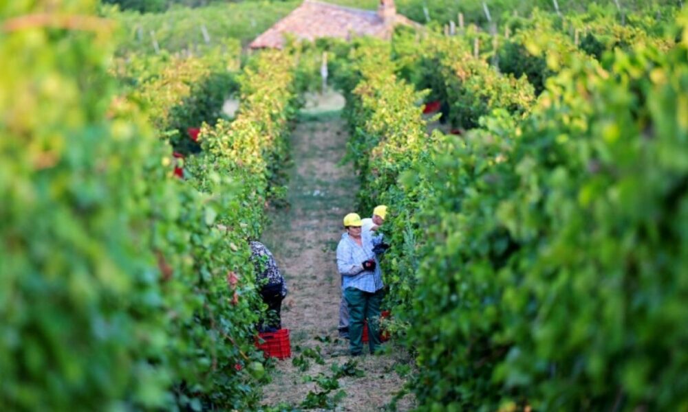 Dans le nord de l’Italie, les vendanges n’ont jamais été aussi précoces