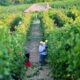 Dans le nord de l’Italie, les vendanges n’ont jamais été aussi précoces
