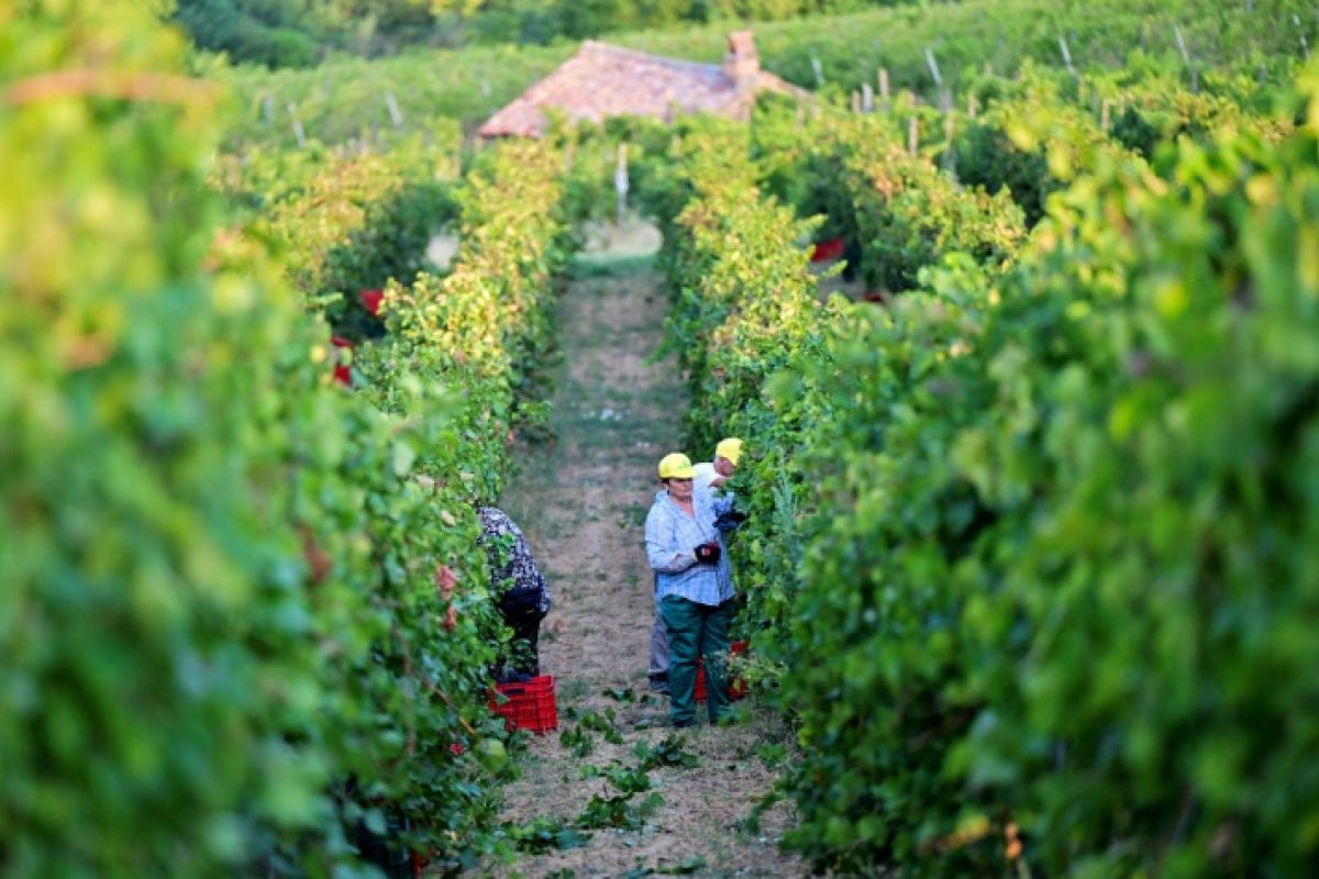 Dans le nord de l’Italie, les vendanges n’ont jamais été aussi précoces