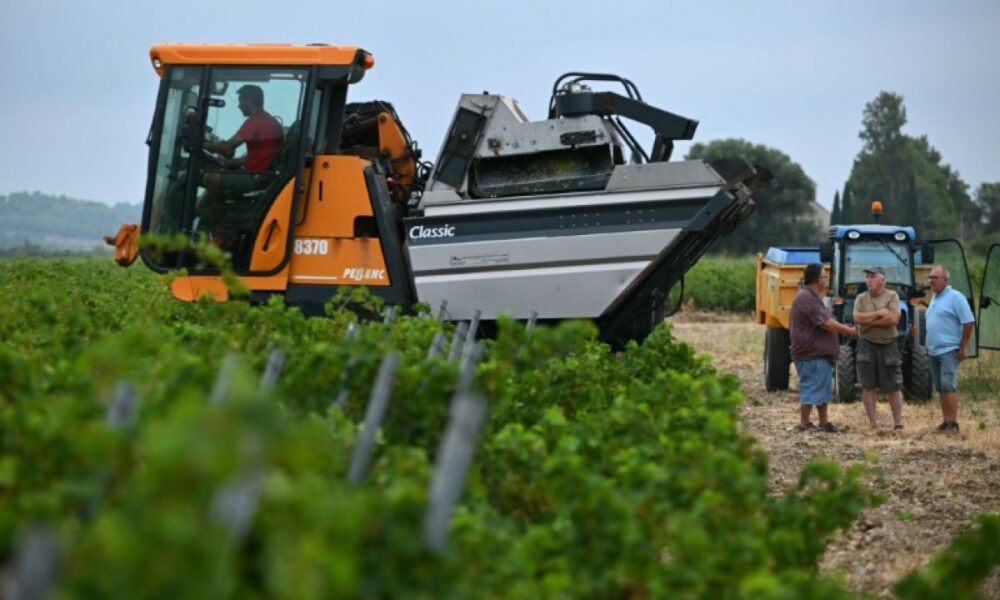 Des vendanges en juillet, ces viticulteurs n'avaient jamais vu ça