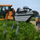Des vendanges en juillet, ces viticulteurs n'avaient jamais vu ça