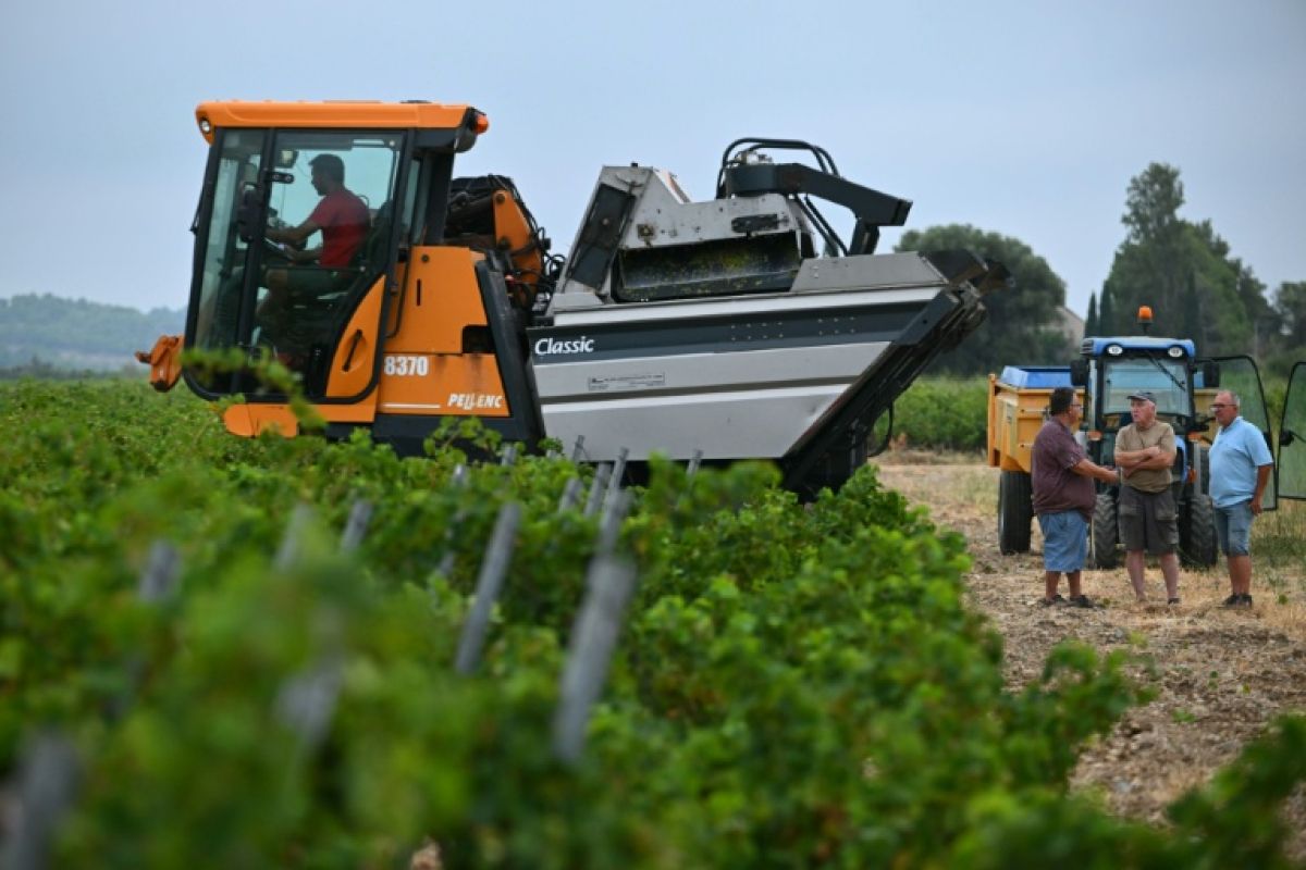 Des vendanges en juillet, ces viticulteurs n'avaient jamais vu ça