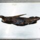 Un fantôme des grands fonds jamais vu débusqué au large du Costa Rica