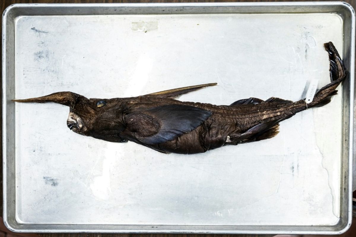 Un fantôme des grands fonds jamais vu débusqué au large du Costa Rica