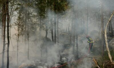 Des flammes dévorent la forêt de Fontainebleau, le poumon vert de l’Île-de-France suffoque
