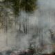 Des flammes dévorent la forêt de Fontainebleau, le poumon vert de l’Île-de-France suffoque