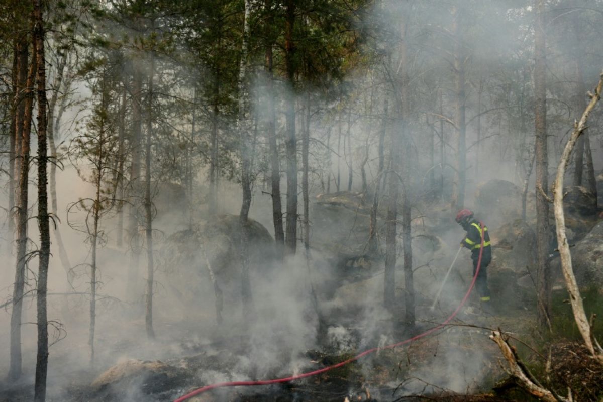 Des flammes dévorent la forêt de Fontainebleau, le poumon vert de l’Île-de-France suffoque