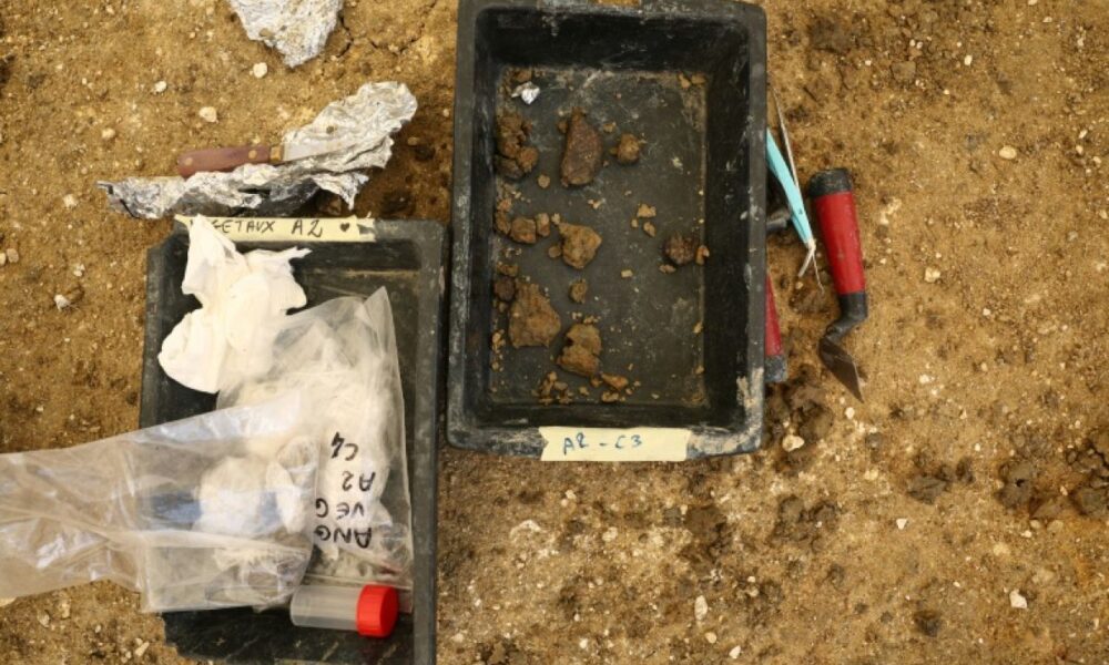 Un trésor fossile de 140 millions d années sort de terre en Charente