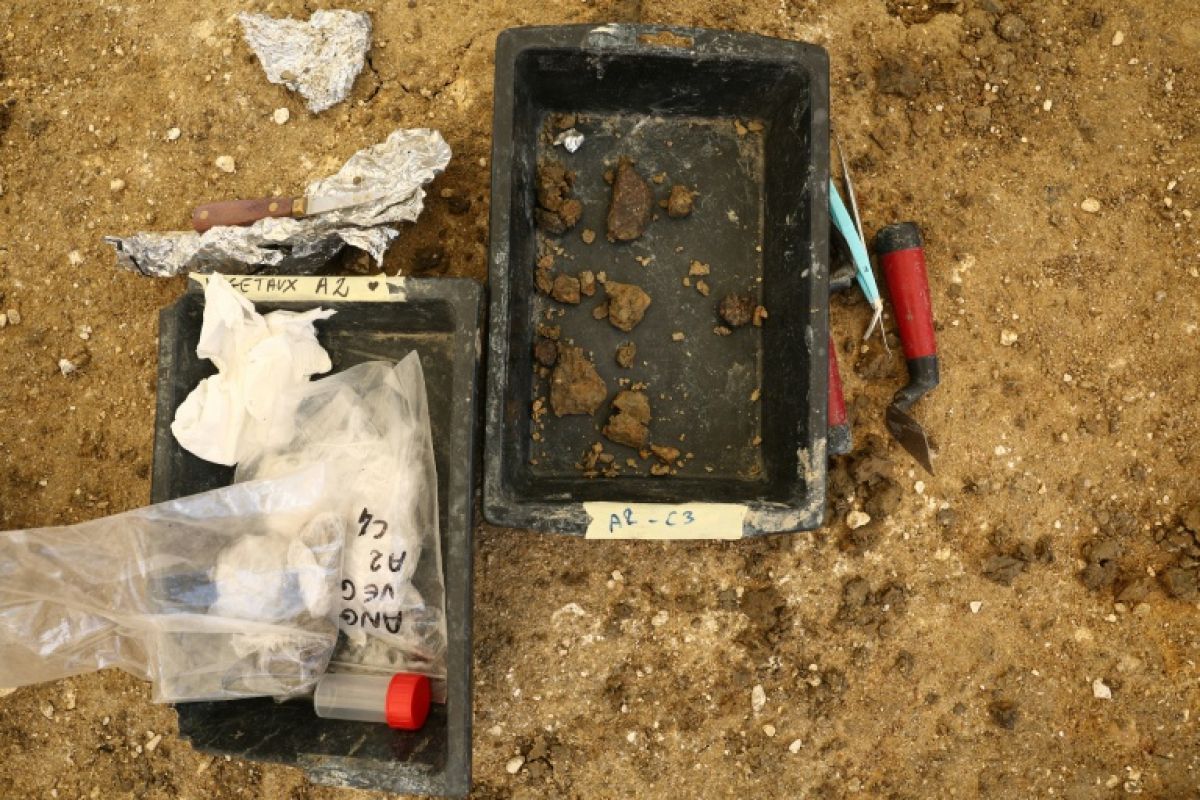 Un trésor fossile de 140 millions d années sort de terre en Charente