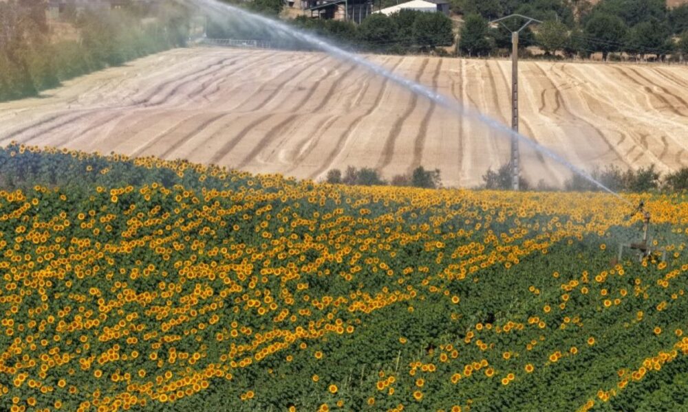 Sous la canicule, les agriculteurs craignent le pire pour leurs récoltes