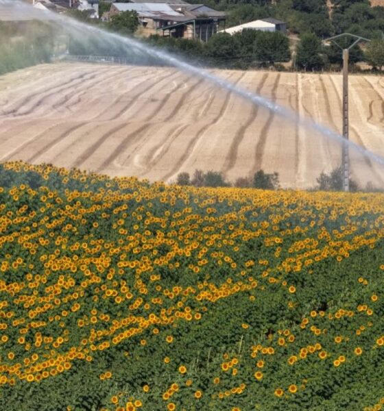 Sous la canicule, les agriculteurs craignent le pire pour leurs récoltes