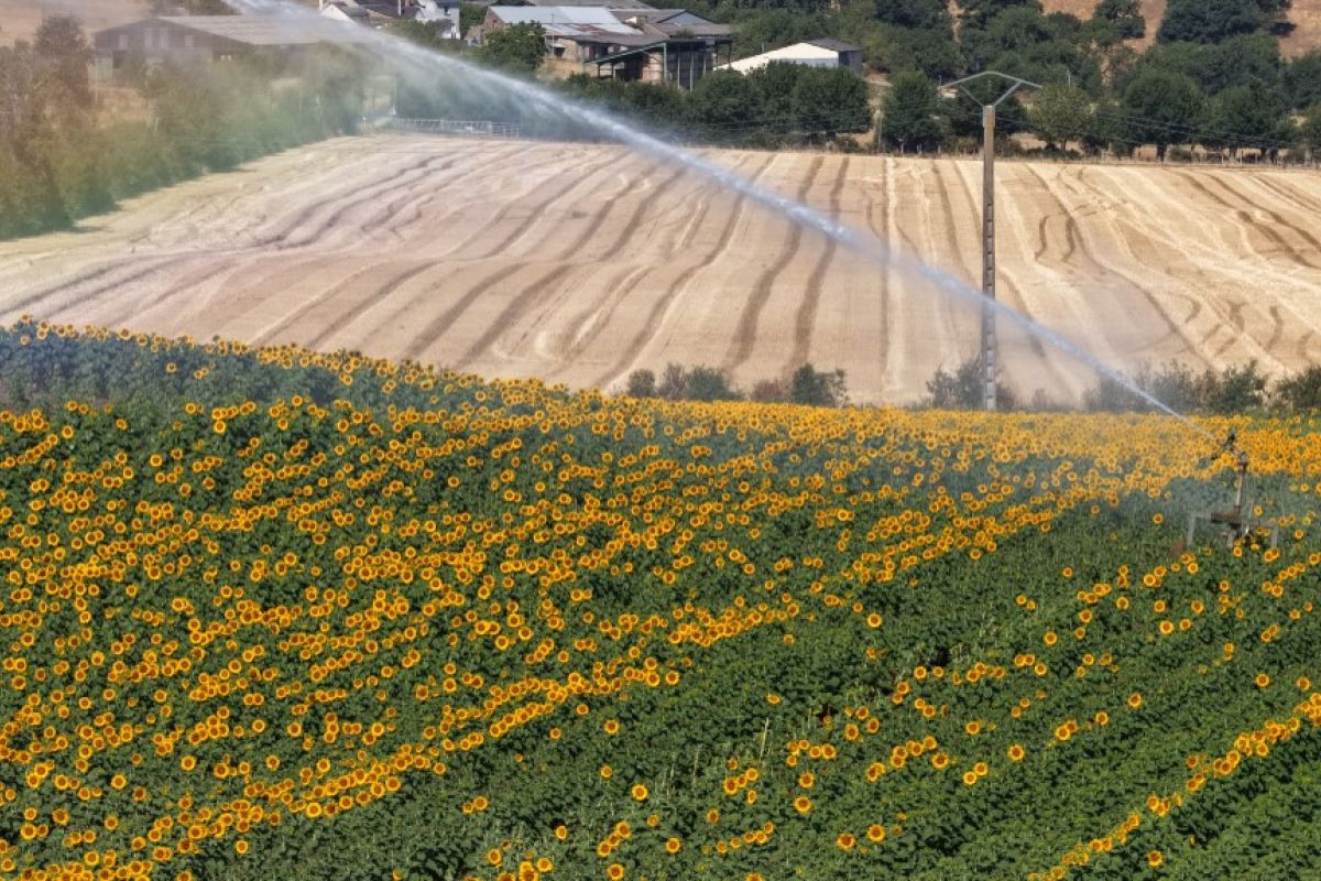 Sous la canicule, les agriculteurs craignent le pire pour leurs récoltes