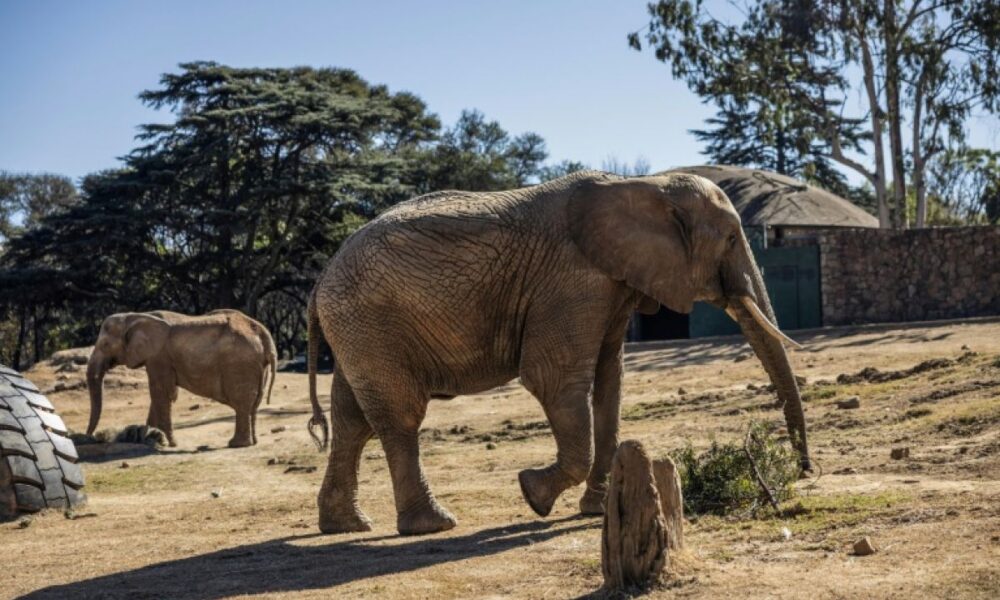 Le combat pour libérer les trois derniers éléphants captifs d'un zoo sud-africain