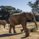 Le combat pour libérer les trois derniers éléphants captifs d'un zoo sud-africain