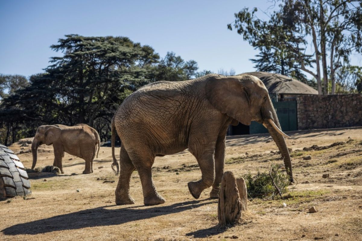 Le combat pour libérer les trois derniers éléphants captifs d'un zoo sud-africain