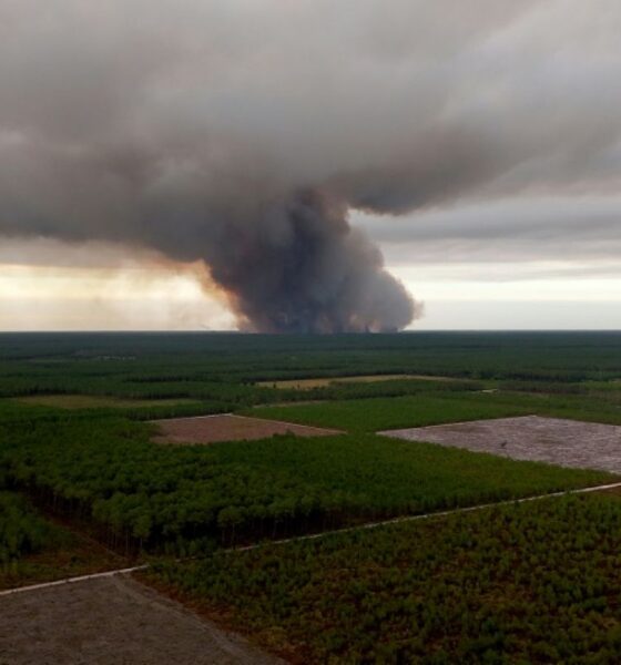 Gironde la forêt des Landes engloutie par un incendie dévastateur