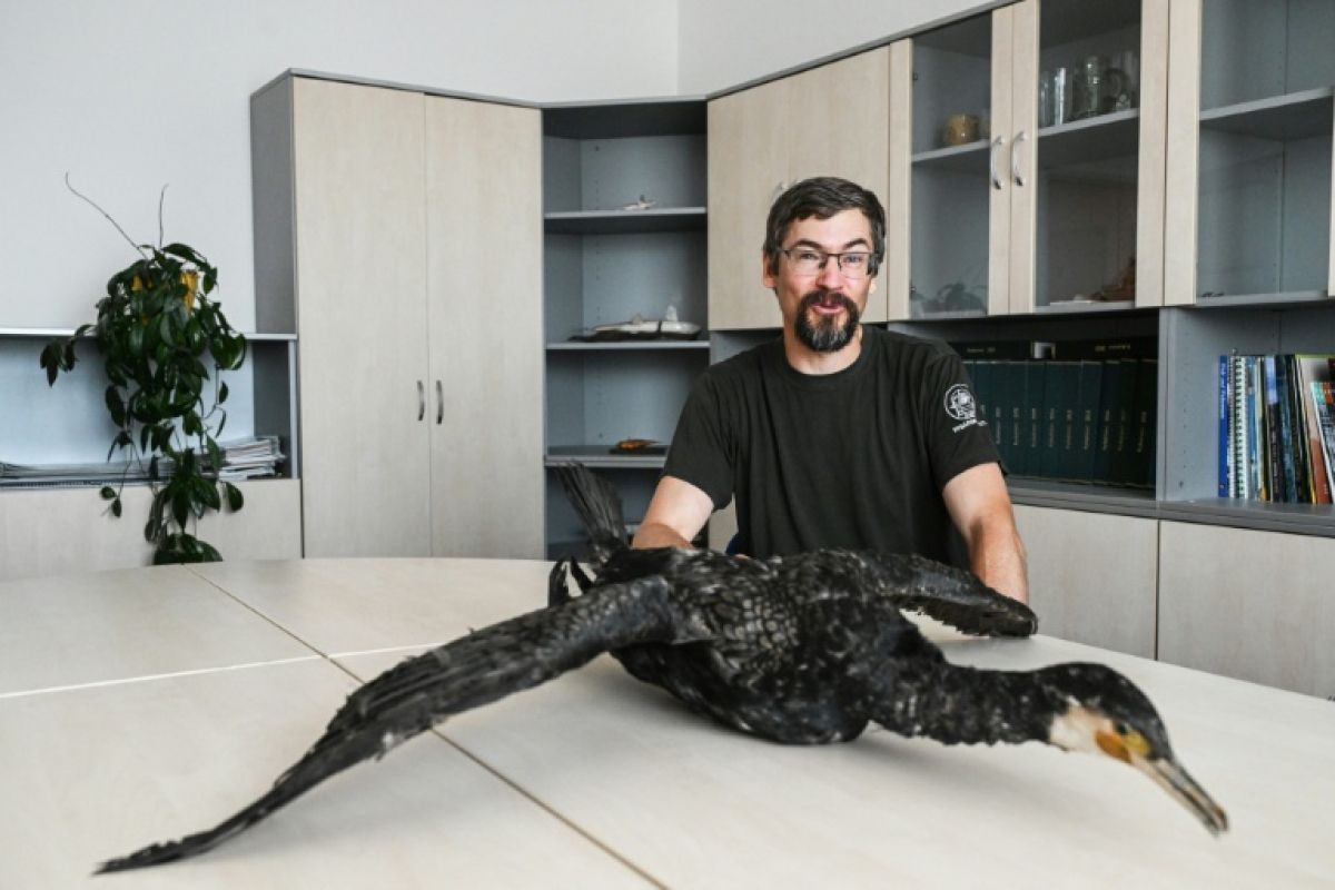 Le retour en force du cormoran met les pêcheurs européens sur le pied de guerre