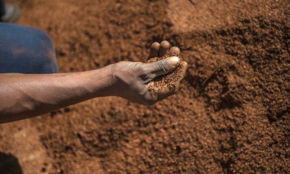 Le rooibos sud-africain part à la conquête de l'espace