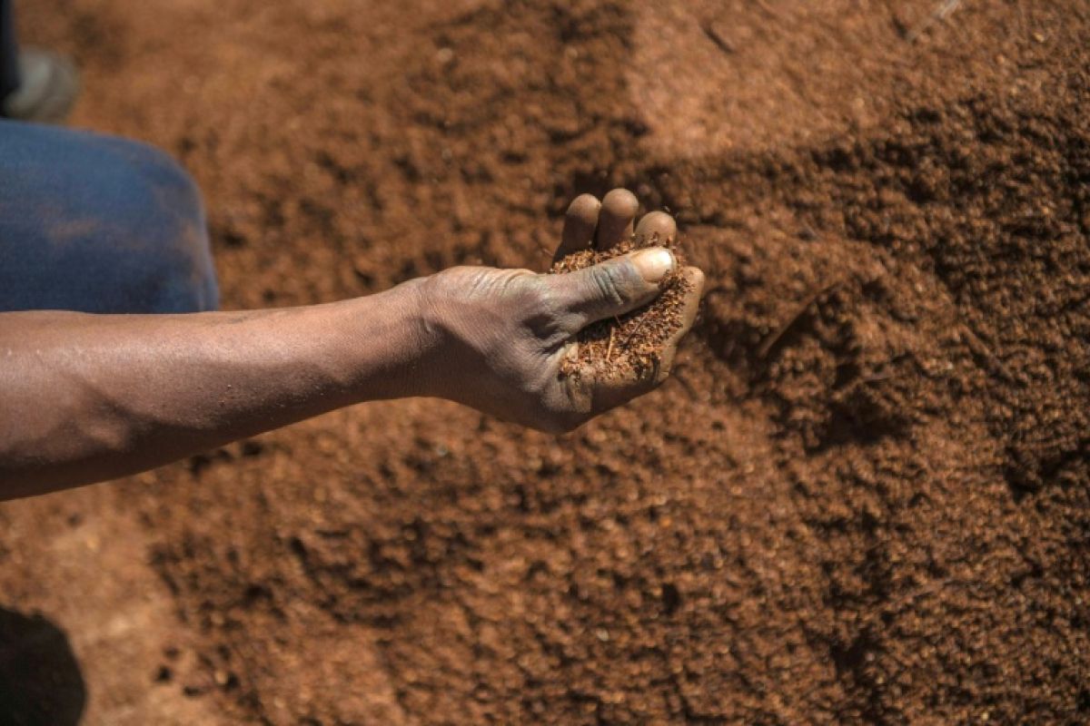 Le rooibos sud-africain part à la conquête de l'espace