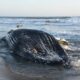 Les dauphins désertent les côtes californiennes