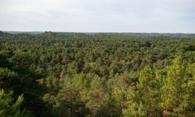 L'incendie qui ravage Fontainebleau réveille le passé de la forêt des rois