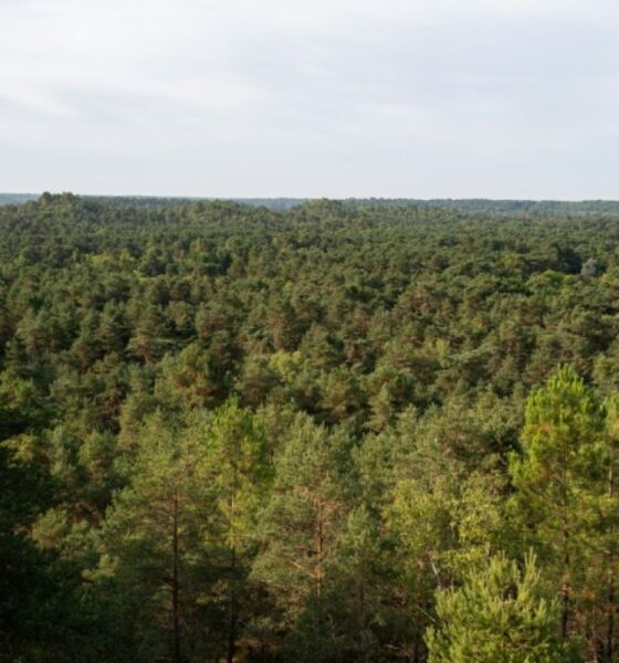 L'incendie qui ravage Fontainebleau réveille le passé de la forêt des rois