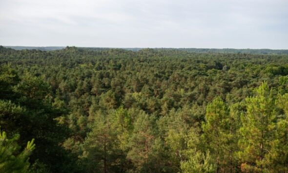 L'incendie qui ravage Fontainebleau réveille le passé de la forêt des rois