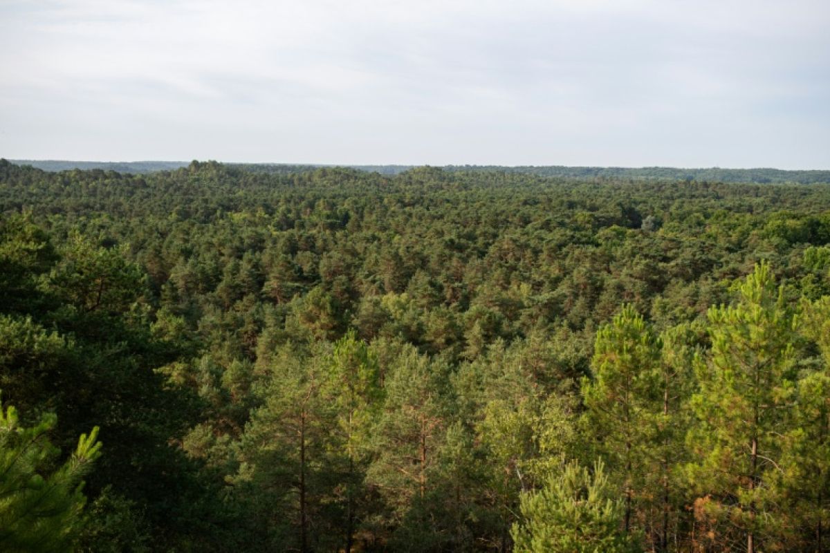 L'incendie qui ravage Fontainebleau réveille le passé de la forêt des rois