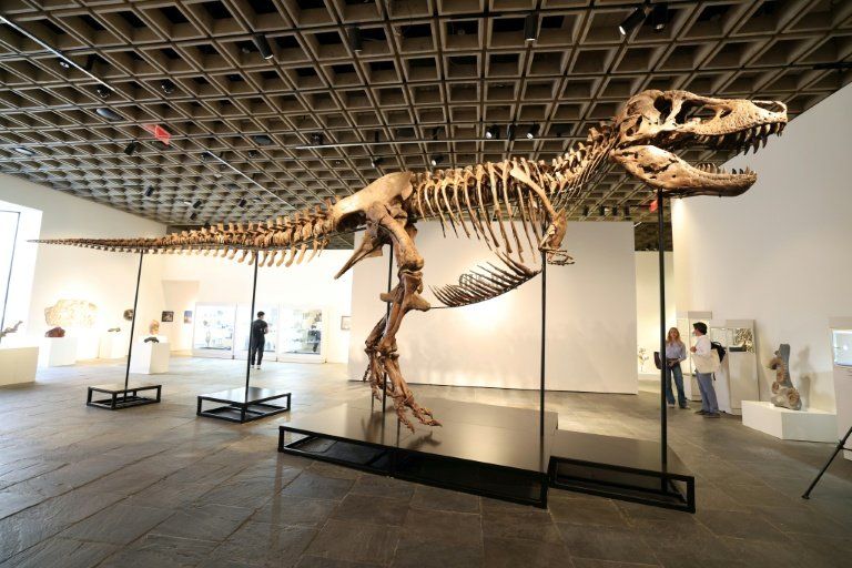 Le squelette de T-Rex le plus complet jamais vendu dévoilé à New York