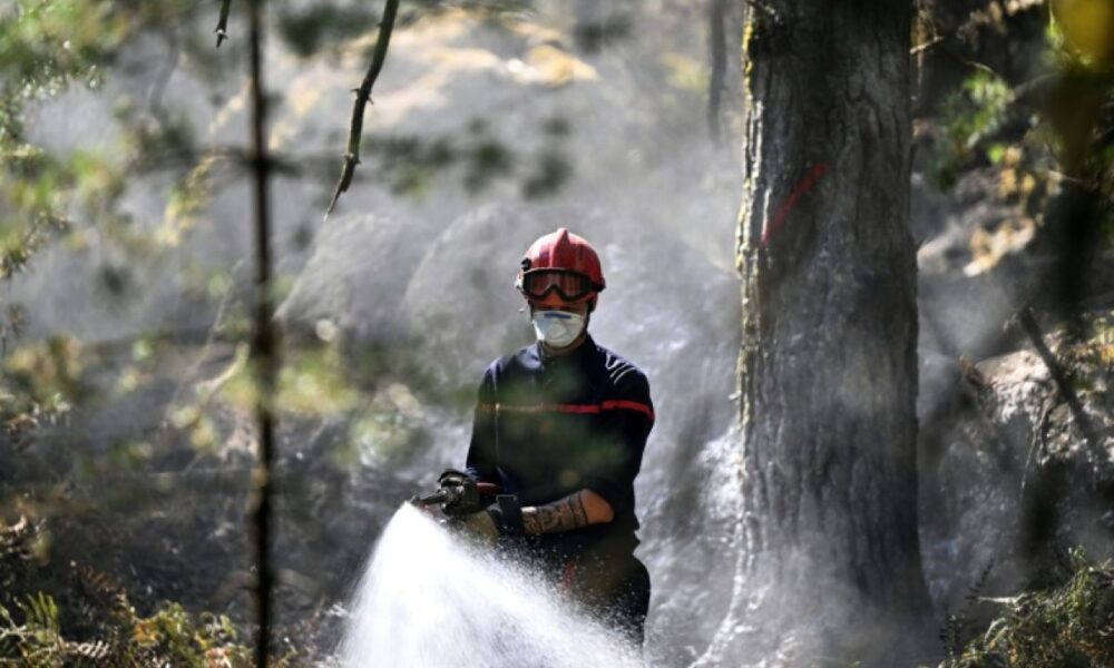Le feu couvait sous terre et vient de reprendre en forêt de Fontainebleau