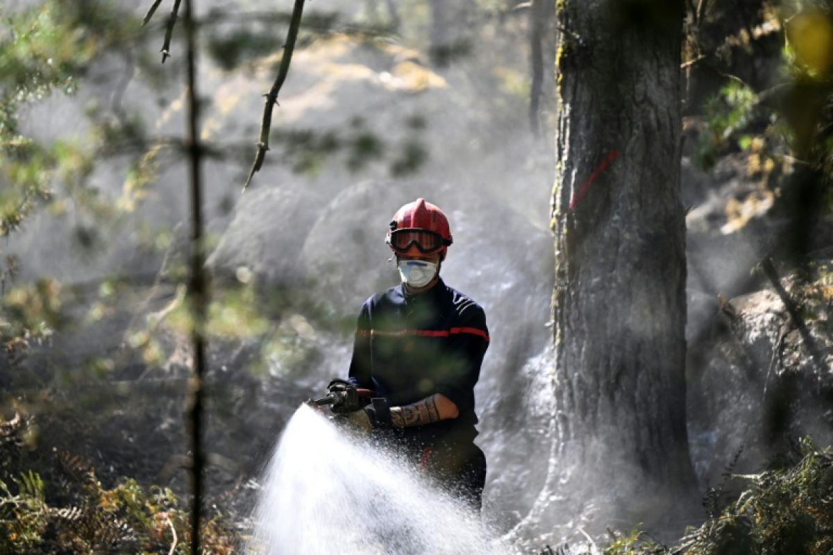 Le feu couvait sous terre et vient de reprendre en forêt de Fontainebleau