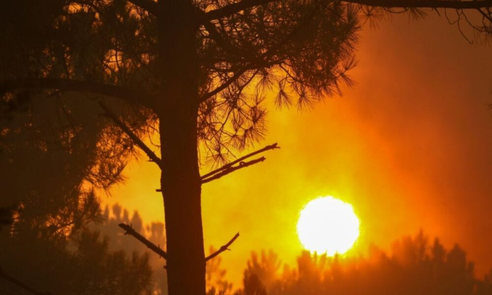 La forêt brûle, les animaux survivent à peine : 300 000 personnes veulent stopper la chasse dans les zones sinistrées