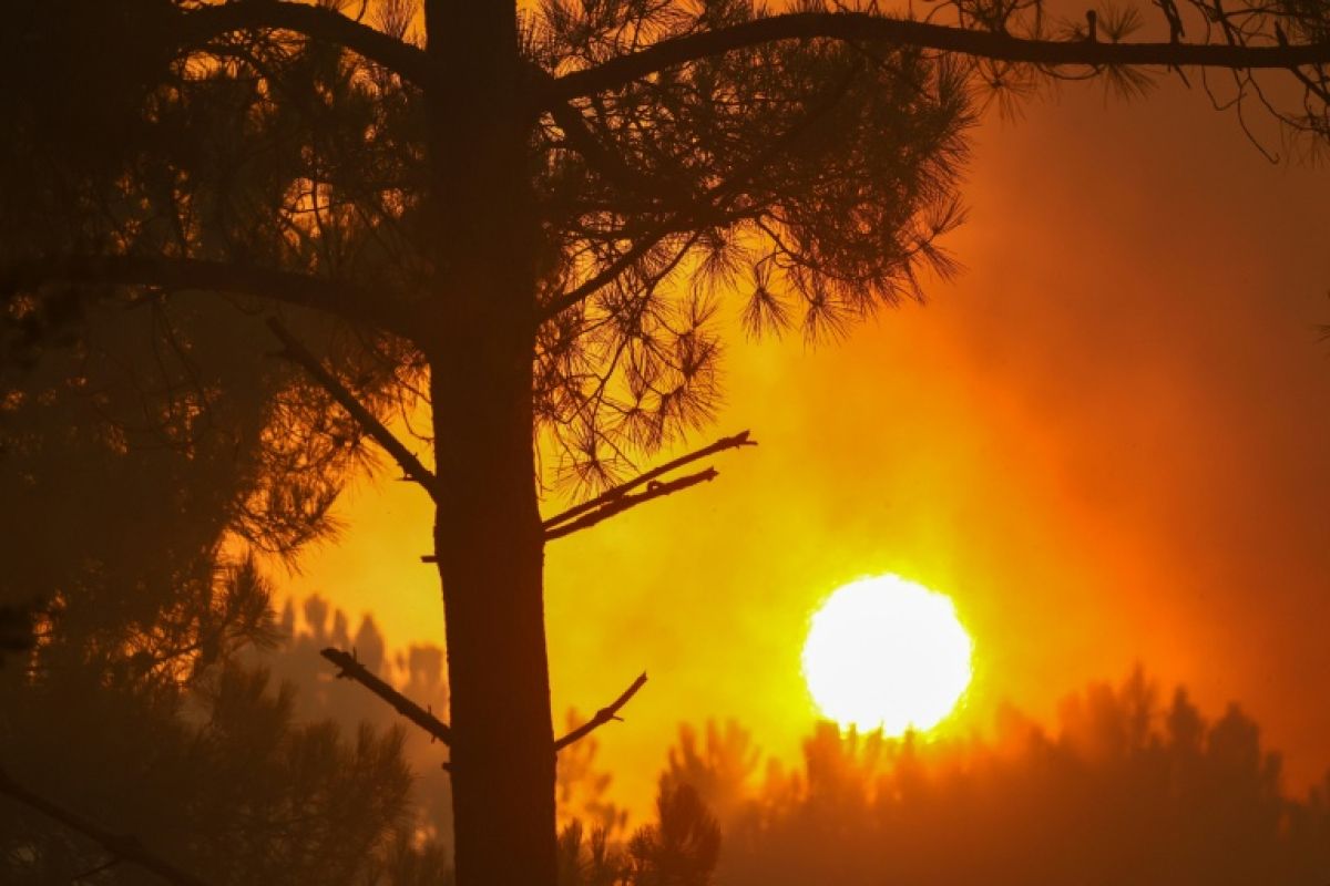 La forêt brûle, les animaux survivent à peine : 300 000 personnes veulent stopper la chasse dans les zones sinistrées