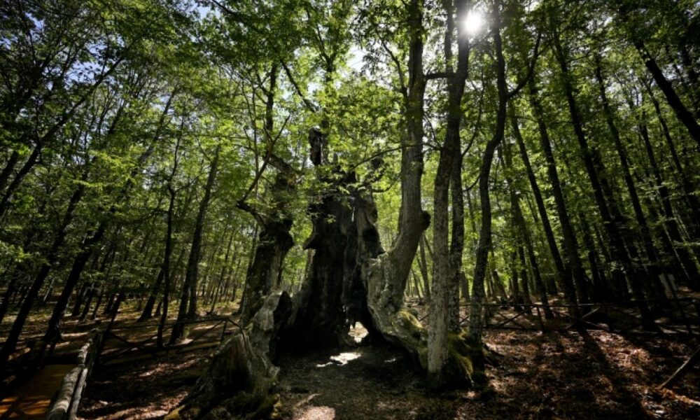 Le châtaignier de 500 ans que tout un village a refusé de laisser brûler
