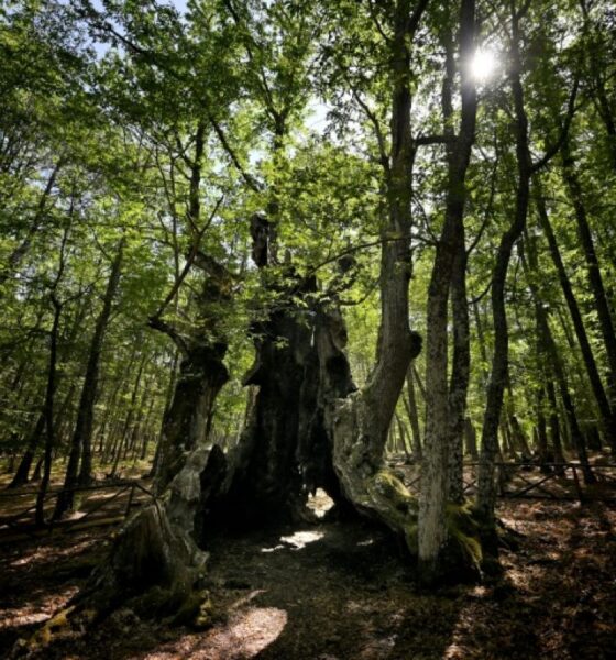 Le châtaignier de 500 ans que tout un village a refusé de laisser brûler
