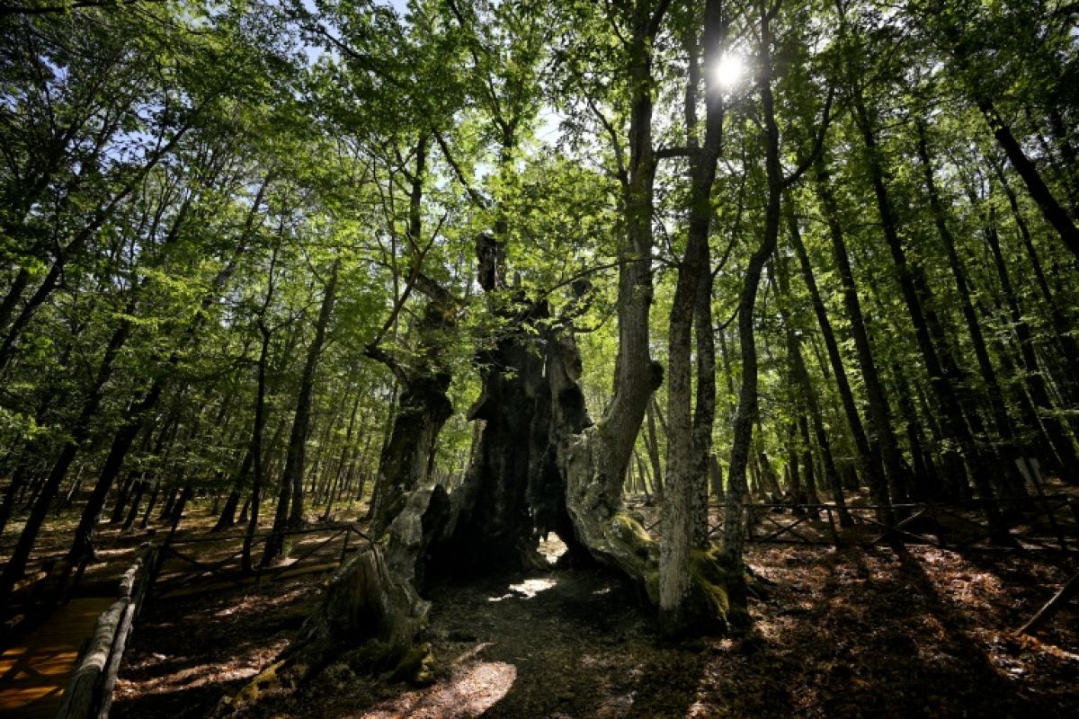 Le châtaignier de 500 ans que tout un village a refusé de laisser brûler