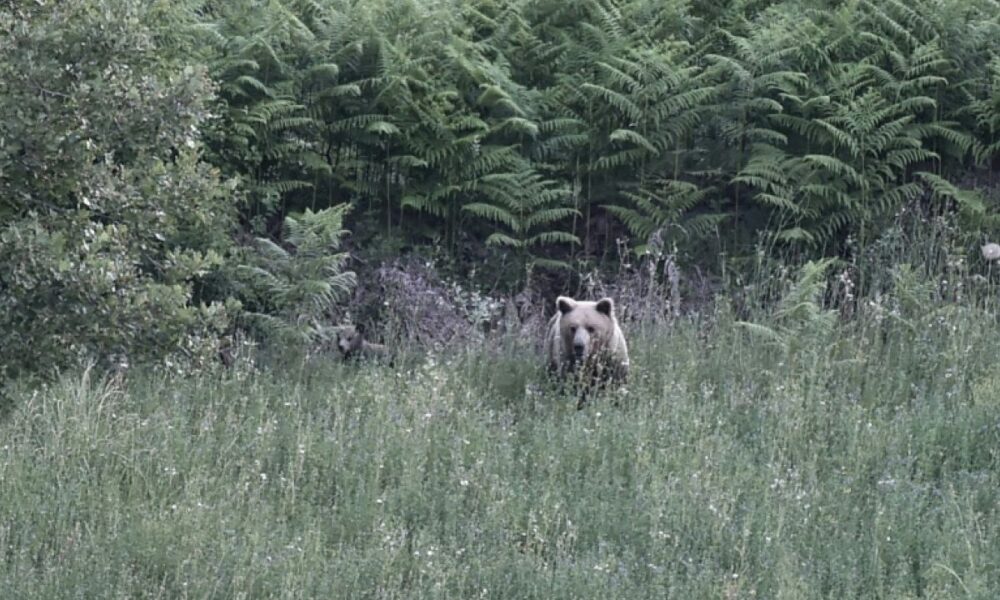 Des ours bruns au cœur des villages grecs