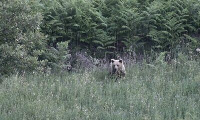 Des ours bruns au cœur des villages grecs