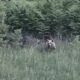Des ours bruns au cœur des villages grecs