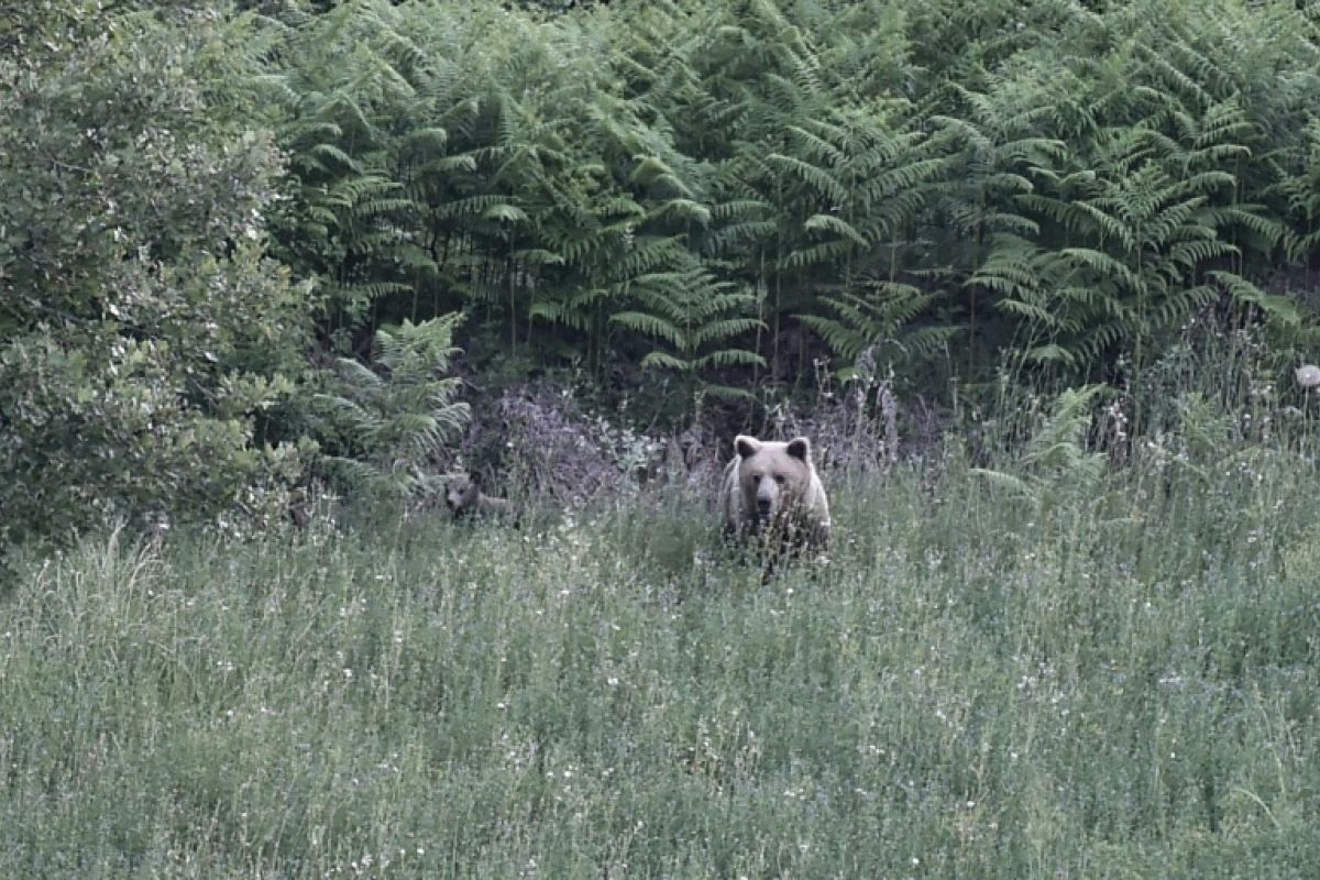 Des ours bruns au cœur des villages grecs