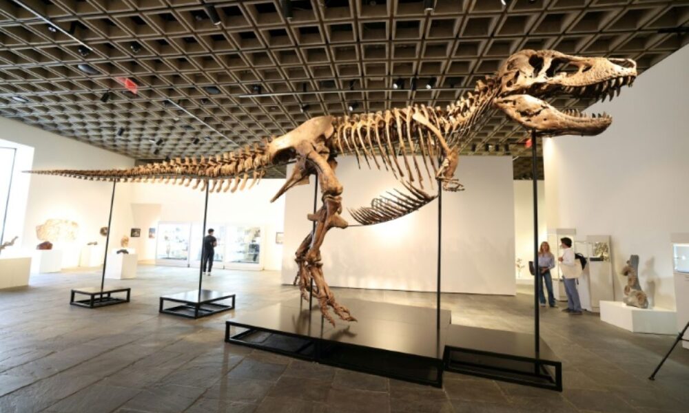 Gus le T-Rex vendu 50 millions de dollars : le fossile le plus cher de l'histoire