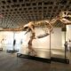 Gus le T-Rex vendu 50 millions de dollars : le fossile le plus cher de l'histoire