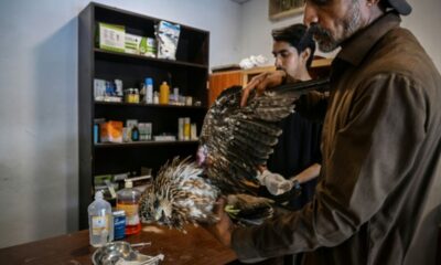 Sous une chaleur étouffante, ils tendent la main aux oiseaux qui tombent du ciel
