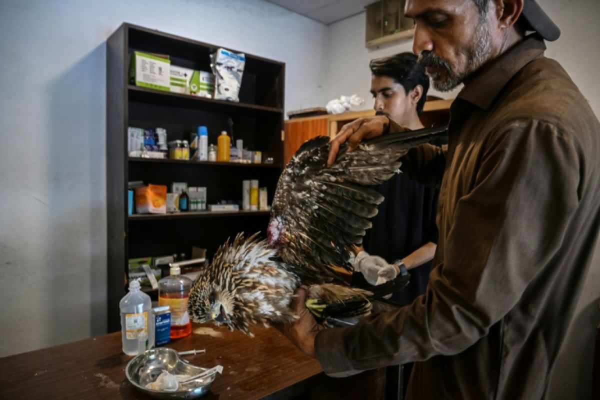 Sous une chaleur étouffante, ils tendent la main aux oiseaux qui tombent du ciel