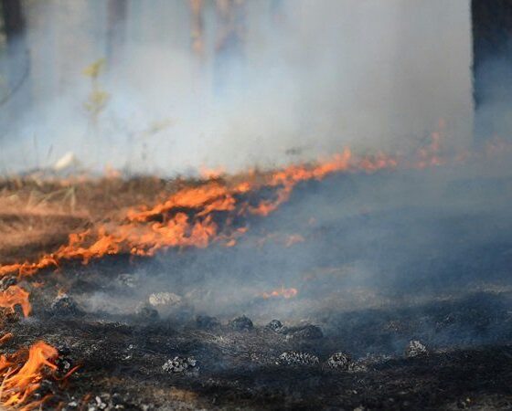 Un millier de vacanciers évacués en urgence face à un incendie qui ravage les Pyrénées-Orientales
